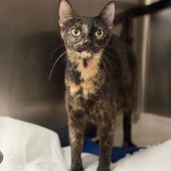 Tortress -  Domestic Short Hair Cat for Adoption in Fort Smith, Arkansas - Tortress | PetCurious