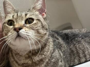 Domestic Short Hair and Tabby Cats Available for Adoption in Raleigh, North Carolina - English Muffin | PetCurious
