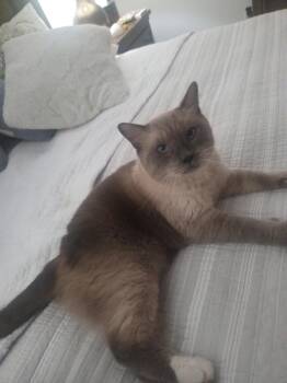 Pharoah -  Siamese Cat for Adoption in Woodmere, New York - Pharoah | PetCurious