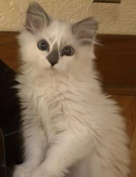 Jackie -  Domestic Short Hair Cat for Adoption in Beaverton, Oregon - Jackie | PetCurious