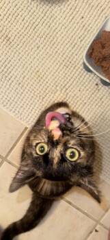 Tortoiseshell Cats Available for Adoption - Celeste  | PetCurious