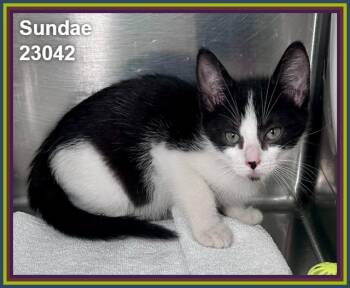 SUNDAE (see also FUDGE and SPRINKLES) -  Domestic Short Hair Cat for Adoption in Marietta, Georgia - SUNDAE (see Also FUDGE And SPRINKLES) | PetCurious