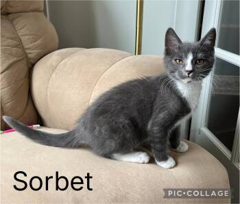 Domestic Short Hair Cats Available for Adoption in Newberg, Oregon - Sorbet | PetCurious