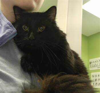 Rescue Domestic Long Hair and Domestic Short Hair Cats for Adoption in Omaha, Nebraska - OWL | PetCurious