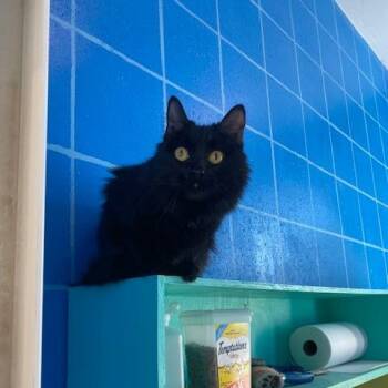 Domestic Long Hair Cats Available for Adoption in West Des Moines, Iowa - Moon | PetCurious