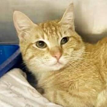 Domestic Short Hair Cats Available for Adoption - Walken | PetCurious