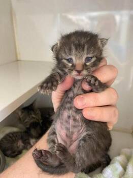 Domestic Short Hair Cats Available for Adoption in Lampasas, Texas - Catrick Swazye | PetCurious