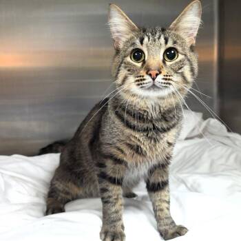 Semfi -  Domestic Medium Hair Cat for Adoption in Michigan City, Indiana - Semfi | PetCurious