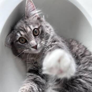 Maine Coon Cats Available for Adoption - Remi | PetCurious