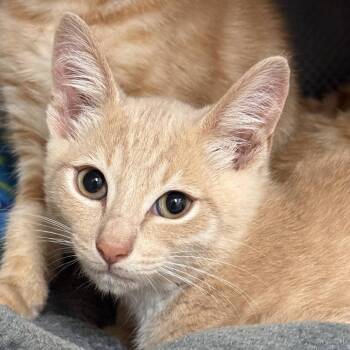 Quinn (brown collar) -  Domestic Short Hair Cat for Adoption in Redwood City, California - Quinn (brown Collar) | PetCurious