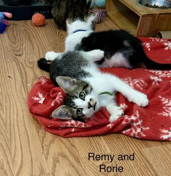 Rorie -  Domestic Short Hair and Tabby Cat for Adoption in Buford, Georgia - Rorie | PetCurious