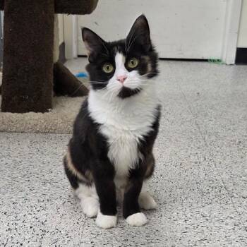 Arcana -ABBY Mr Pets -  Domestic Medium Hair Cat for Adoption in Chilliwack, British Columbia - Arcana -ABBY Mr Pets | PetCurious