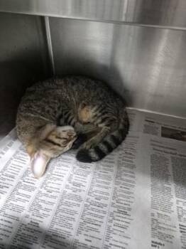 Naruto $50 -  Domestic Short Hair Cat for Adoption in Seneca, South Carolina - Naruto $50 | PetCurious