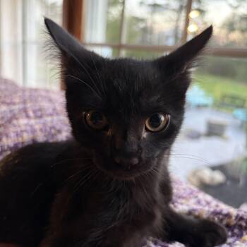 Domestic Short Hair Cats Available for Adoption in Cleveland, Ohio - Scooby | PetCurious