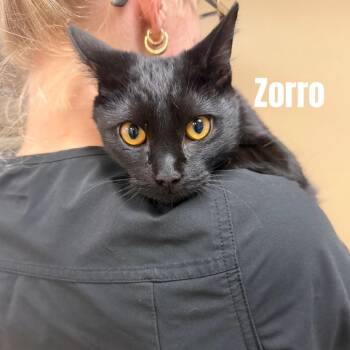 Zorro *Meet me at Plymouth Petsmart* -  Domestic Short Hair Cat for Adoption in Buffalo, Minnesota - Zorro *Meet Me At Plymouth Petsmart* | PetCurious