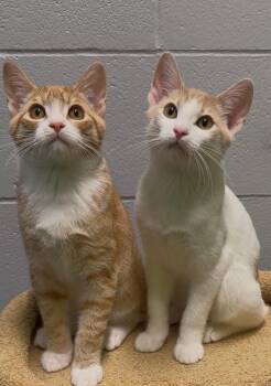 Big Mac & Junior Chicken -  Domestic Short Hair Cat for Adoption in Delta, British Columbia - Big Mac & Junior Chicken | PetCurious