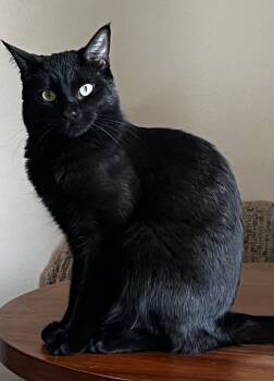 Domestic Short Hair Cats Available for Adoption - Gomez | PetCurious