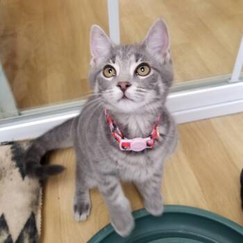 Jill -  Tabby and Domestic Short Hair Cat Available for Adoption in Montour Falls, New York - Jill | PetCurious