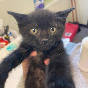 Incognito -  Domestic Short Hair Cat for Adoption in Charlottesville, Virginia - Incognito | PetCurious