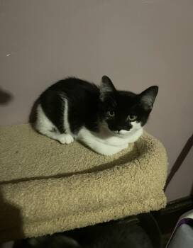 Sweet Pea -  Domestic Short Hair Cat for Adoption in Belchertown, Massachusetts - Sweet Pea | PetCurious