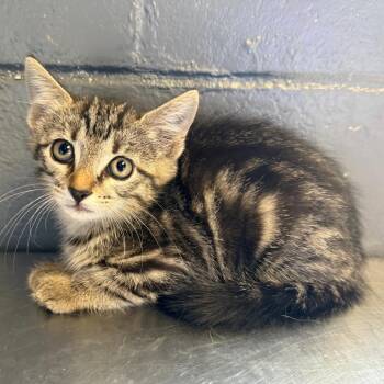 TUSC-Stray-85755 -  Domestic Short Hair Cat for Adoption in Tuscaloosa, Alabama - TUSC-Stray-85755 | PetCurious