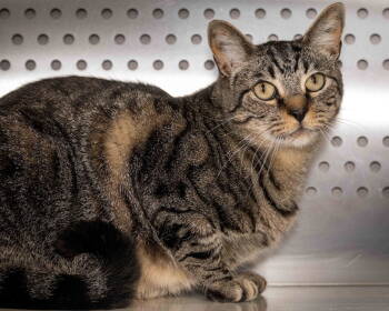 Rescue Domestic Short Hair Cats for Adoption in Wilmington, North Carolina - Tony | PetCurious