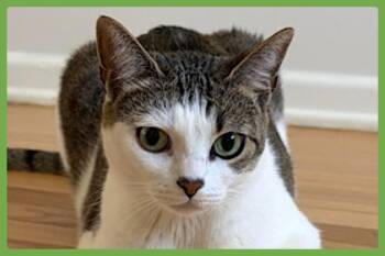 Nabi -  Domestic Short Hair Cat for Adoption in Amherst, Massachusetts - Nabi | PetCurious
