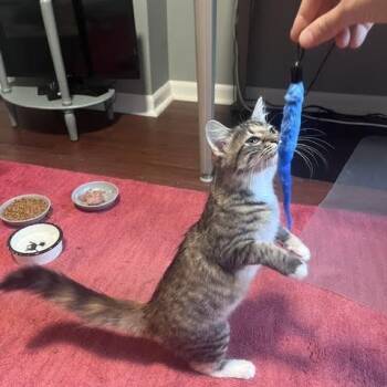 Birdie Lou -  Domestic Short Hair Cat for Adoption in Madison, Wisconsin - Birdie Lou | PetCurious