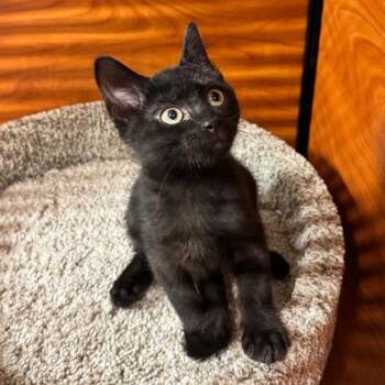 Funny -  Domestic Short Hair Cat for Adoption in Jupiter, Florida - Funny | PetCurious