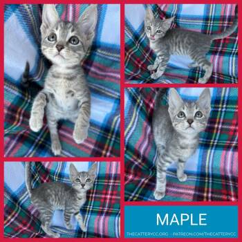 Rescue Domestic Short Hair Cats for Adoption in Corpus Christi, Texas - Maple | PetCurious