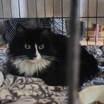 Domestic Long Hair Cats Available for Adoption - Bubbles | PetCurious