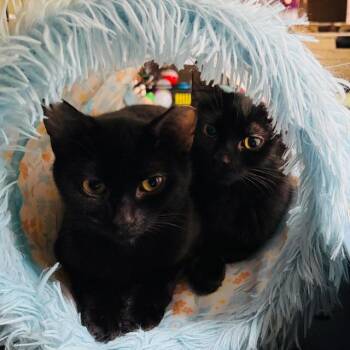 Domestic Short Hair Cats Available for Adoption in Victor, New York - Bernadette | PetCurious