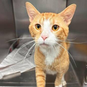 Clownfish -  Domestic Short Hair Cat for Adoption in Buffalo, Minnesota - Clownfish | PetCurious