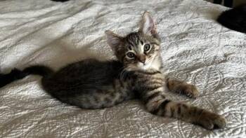 Toulouse -  Domestic Short Hair Cat for Adoption in Ontario, New York - Toulouse | PetCurious