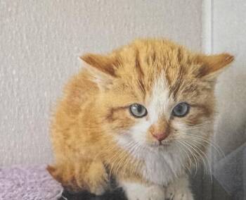 Domestic Long Hair Cats Available for Adoption in Fort Madison, Iowa - Achmed | PetCurious