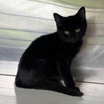 Llyod -  Domestic Short Hair Cat for Adoption in Des Moines, Iowa - Llyod | PetCurious