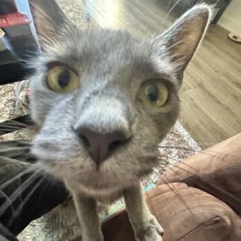 Jean -  Domestic Short Hair Cat for Adoption in Harrisonburg, Virginia - Jean | PetCurious