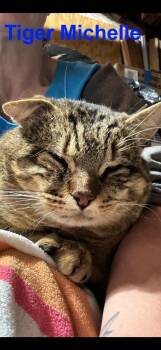 Rescue Domestic Short Hair Cats for Adoption in Westbury, New York - Tiger Farmingdale | PetCurious