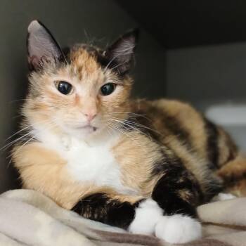 Domestic Short Hair Cats Available for Adoption in Renton, Washington - Biscuits | PetCurious