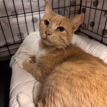 Domestic Short Hair Cats Available for Adoption - Oliver | PetCurious