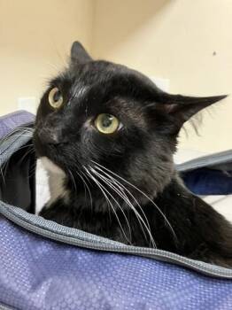 Domestic Short Hair Cats Available for Adoption in Longmont, Colorado - Festival | PetCurious