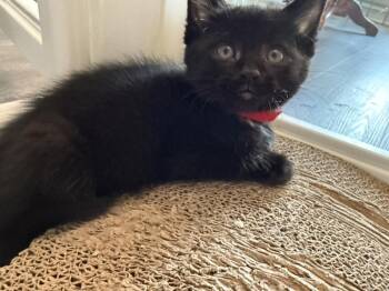Warrick -  Domestic Short Hair Cat for Adoption - Warrick | PetCurious