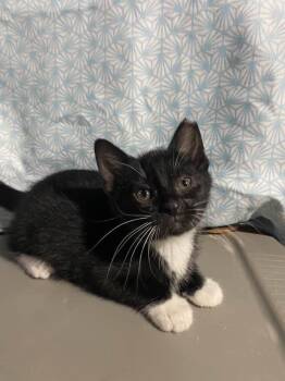 Domestic Short Hair Cats Available for Adoption in Cleveland, Ohio - Lucky | PetCurious
