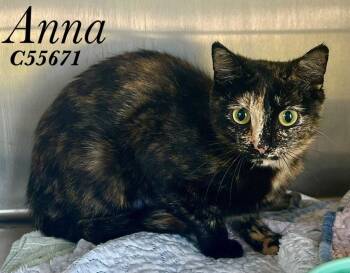 Anna -  Domestic Short Hair Cat for Adoption in Clarksville, Tennessee - Anna | PetCurious
