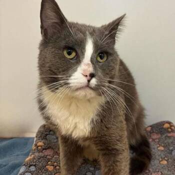 Gerald -  Domestic Short Hair Cat for Adoption in Gastonia, North Carolina - Gerald | PetCurious