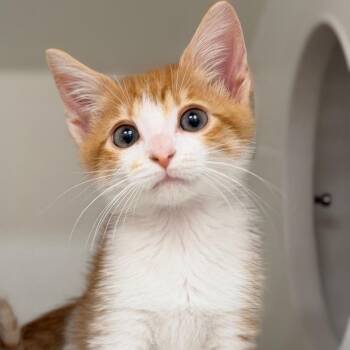 Clay -  Domestic Short Hair Cat for Adoption in Champaign, Illinois - Clay | PetCurious