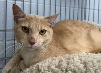 Rescue Domestic Short Hair Cats for Adoption in Saint Clairsville, Ohio - Otis | PetCurious