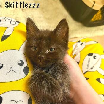 Skittlezz -  Domestic Medium Hair Cat for Adoption in Fredericksburg, Virginia - Skittlezz | PetCurious