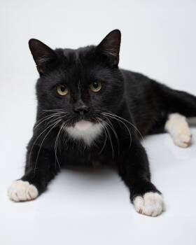 Rescue Domestic Short Hair Cats for Adoption in Boone, Iowa - Boos | PetCurious