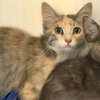 Kitten 4 of 5 -  Domestic Medium Hair Cat for Adoption in Sonoma, California - Kitten 4 Of 5 | PetCurious